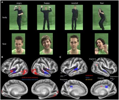 Modality-specific brain representations during automatic processing of face, voice and body expressions